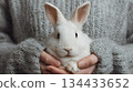White rabbit being held gently in hands wearing cozy knitted sweater 134433652