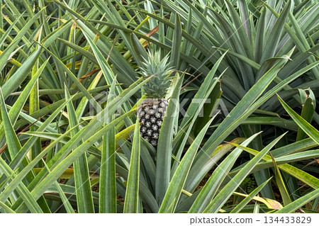 Okinawa pineapple fields Okinawa pineapple fields 134433829