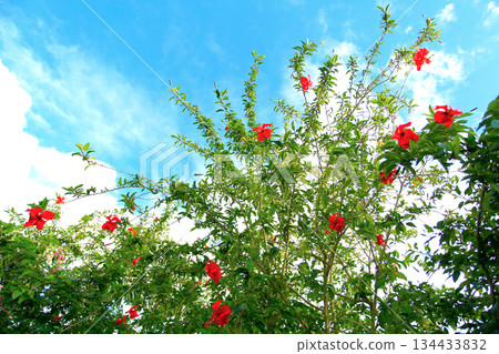 Okinawa: Blue sky and red hibiscus flowers Okinawa: Blue sky and red hibiscus flowers 134433832