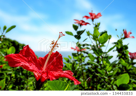 Okinawa: Blue sky and red hibiscus flowers 134433833