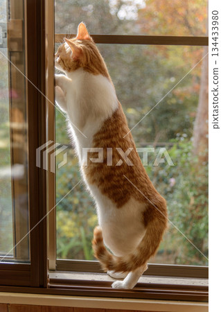 A cat playing with the screen door at the window [Autumn colors] 134433980