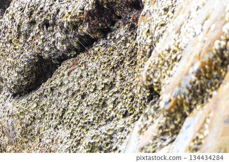 Mussels shells on stone rock on beach texture pattern Thailand. 134434284