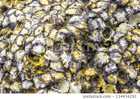 Mussels shells on stone rock on beach texture pattern Thailand. 134434291