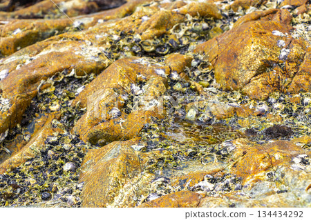 Mussels shells on stone rock on beach texture pattern Thailand. 134434292