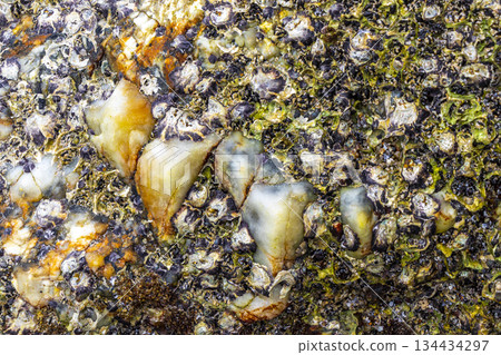 Mussels shells on stone rock on beach texture pattern Thailand. Mussels shells on stone rock on beach texture pattern Thailand. 134434297