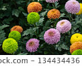 Close up of various colours of Chrysanthemums Pompon flowers grow in the garden. 134434436
