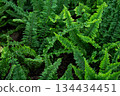 Close up of ferns growing in the garden. Ferns serve a far greater purpose to the environment. In particular those species that are weedy or that can thrive in disturbed soil. 134434451