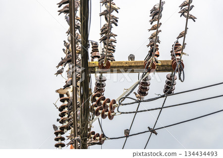 Many pigeons sitting on power pole and cables in Thailand. Many pigeons sitting on power pole and cables in Thailand. 134434493