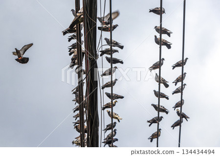 Many pigeons sitting on power pole and cables in Thailand. Many pigeons sitting on power pole and cables in Thailand. 134434494
