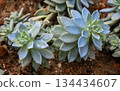 Echeveria succulent plants growing outdoor in garden. Echeveria is a large genus of over 150 species of succulent plants in the stonecrop family (Crassulaceae). 134434607