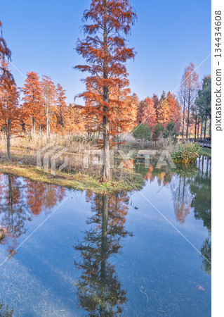 Autumn reflections of dawn redwood forests in Shanghai Autumn reflections of dawn redwood forests in Shanghai 134434608