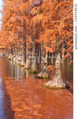 Autumn reflections of dawn redwood forests in Shanghai Autumn reflections of dawn redwood forests in Shanghai 134434610
