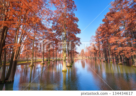Autumn reflections of dawn redwood forests in Shanghai 134434617