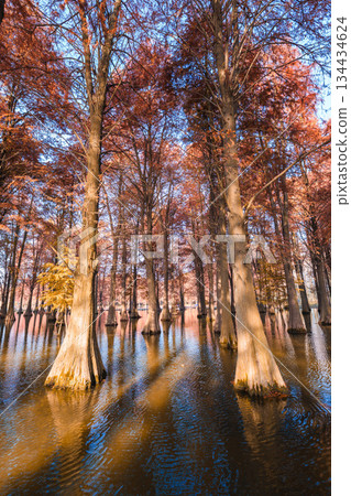 Autumn reflections of dawn redwood forests in Shanghai Autumn reflections of dawn redwood forests in Shanghai 134434624
