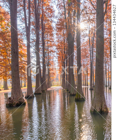 上海的秋日水杉林倒影 上海的秋日水杉林倒影 134434627