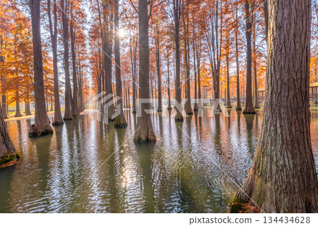 Autumn reflections of dawn redwood forests in Shanghai Autumn reflections of dawn redwood forests in Shanghai 134434628