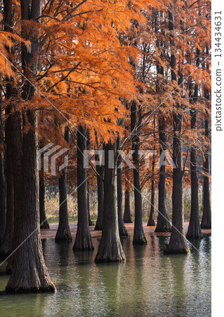 Autumn reflections of dawn redwood forests in Shanghai 134434631
