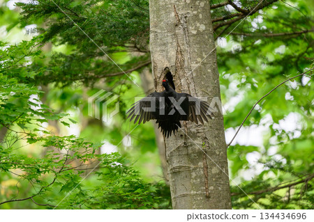撫養孩子的黑啄木鳥 134434696