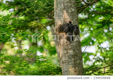 撫養孩子的黑啄木鳥 134434698