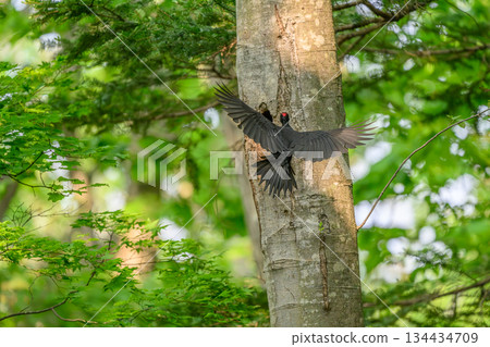 撫養孩子的黑啄木鳥 134434709