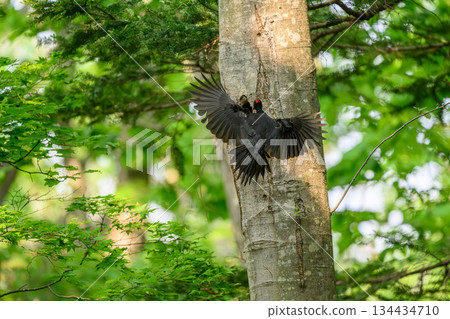 撫養孩子的黑啄木鳥 撫養孩子的黑啄木鳥 134434710