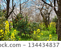 A beautiful combination of cherry blossoms and rape blossoms at Sakuraen (Sakuraen) at Hirano Shrine in Kyoto (Kita Ward, Kyoto City, Kyoto Prefecture) 134434837