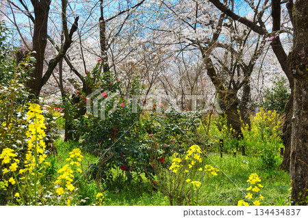 京都平野神社櫻園(京都府京都市北區)櫻花與油菜花交相輝映,美不勝收。 京都平野神社櫻園(京都府京都市北區)櫻花與油菜花交相輝映,美不勝收。 134434837