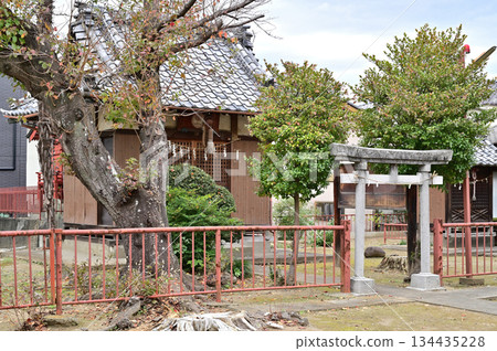 Walking around Koshigaya and Jotei Shrine, Oaza Hirakata, Koshigaya City Walking around Koshigaya and Jotei Shrine, Oaza Hirakata, Koshigaya City 134435228