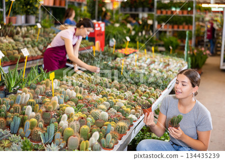 Young woman customer choosing cactus in flower-pot in open-air plants market 134435239
