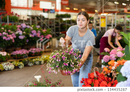Young woman customer choosing fuchsia in flower-pot in open-air plants market Young woman customer choosing fuchsia in flower-pot in open-air plants market 134435287