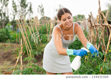 young girl in summer dress spraying tomatoes 134435309