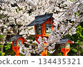Beautiful cherry blossoms at Hirano Shrine, Kyoto (Kita Ward, Kyoto City, Kyoto Prefecture) 134435321