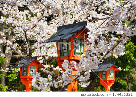 Beautiful cherry blossoms at Hirano Shrine, Kyoto (Kita Ward, Kyoto City, Kyoto Prefecture) 134435321