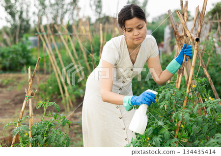 Spraying insecticide on tomato plants from bad insect pest infestation. Spraying insecticide on tomato plants from bad insect pest infestation. 134435414
