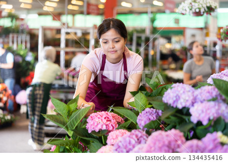 Middle-aged saleswoman looking at hydrangea flowers in open-air plants market Middle-aged saleswoman looking at hydrangea flowers in open-air plants market 134435416