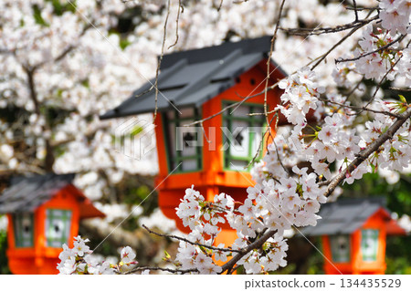 京都平野神社（京都府京都市北區）的櫻花很美 134435529