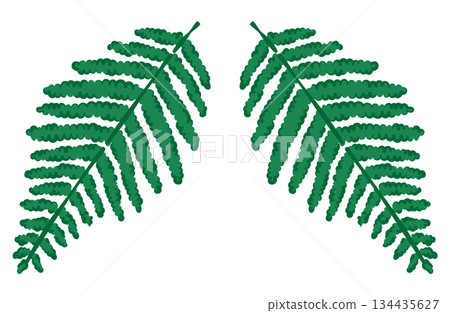 Hand-drawn illustration of a fern (color line) 134435627