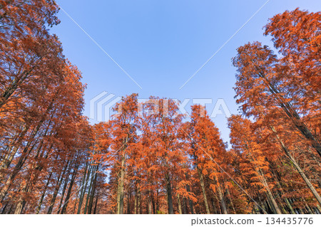 上海的秋日紅杉林仰拍 上海的秋日紅杉林仰拍 134435776