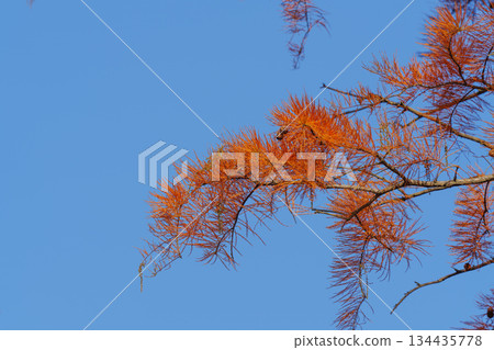 上海的秋日紅杉林仰拍 134435778