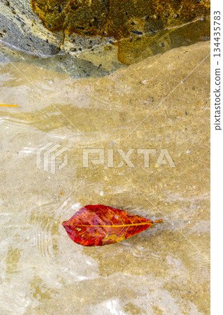Leaf floating in the water and waves on the beach. Leaf floating in the water and waves on the beach. 134435783