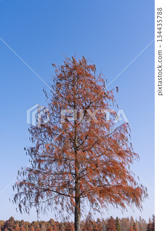 Autumn redwood forest in Shanghai (shot from below) Autumn redwood forest in Shanghai (shot from below) 134435788