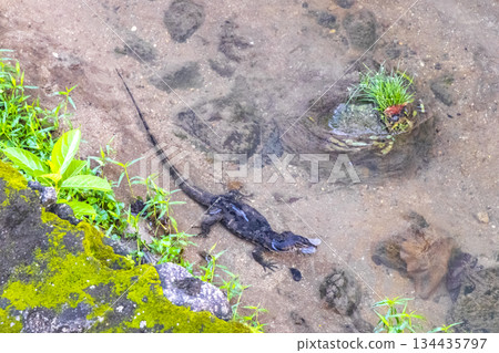 Large monitor lizard walks along tropical river in Phuket Thailand. Large monitor lizard walks along tropical river in Phuket Thailand. 134435797