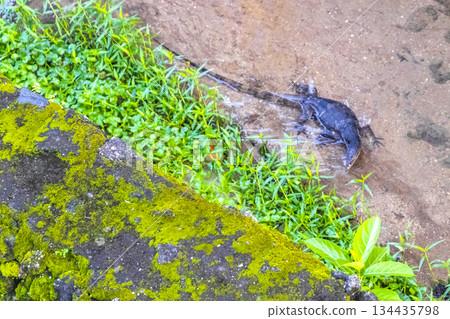 Large monitor lizard walks along tropical river in Phuket Thailand. Large monitor lizard walks along tropical river in Phuket Thailand. 134435798