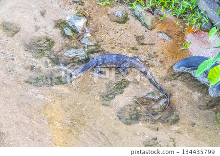 Large monitor lizard walks along tropical river in Phuket Thailand. 134435799