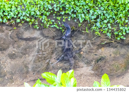 Large monitor lizard walks along tropical river in Phuket Thailand. Large monitor lizard walks along tropical river in Phuket Thailand. 134435802