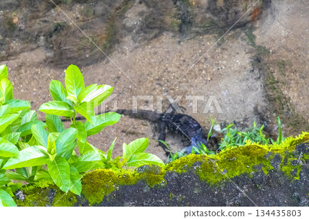 Large monitor lizard walks along tropical river in Phuket Thailand. Large monitor lizard walks along tropical river in Phuket Thailand. 134435803