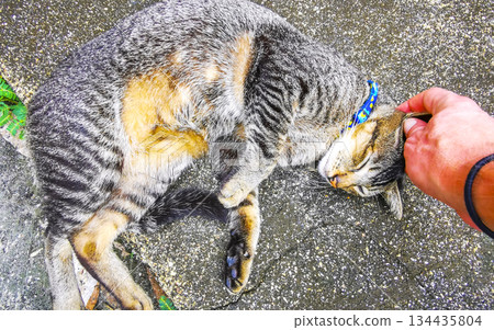 Pet petting a beautiful cat with big golden yellow eyes in Thailand. 134435804