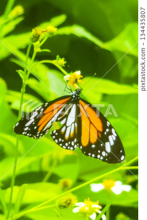 Orange black yellow butterfly butterflies insect on green plant Thailand. Orange black yellow butterfly butterflies insect on green plant Thailand. 134435807