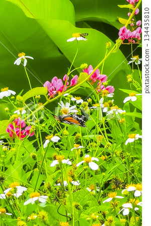 Orange black yellow butterfly butterflies insect on green plant Thailand. Orange black yellow butterfly butterflies insect on green plant Thailand. 134435810