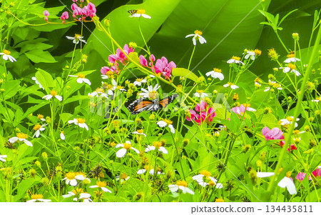 Orange black yellow butterfly butterflies insect on green plant Thailand. Orange black yellow butterfly butterflies insect on green plant Thailand. 134435811